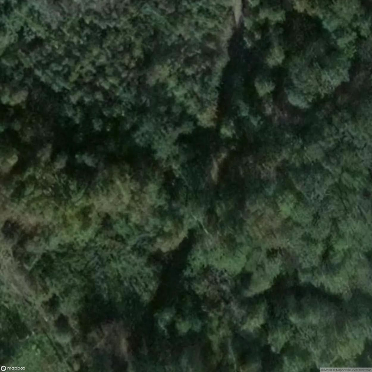 Sacred Oak Natural Monument [DEU] #11820